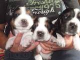 Собаки, щенята Бассет, ціна 2000 Грн., Фото
