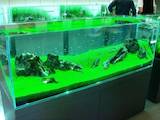 Рибки, акваріуми Установка і догляд, ціна 500 Грн., Фото