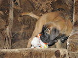 Собаки, щенята Бульмастиф, ціна 4000 Грн., Фото