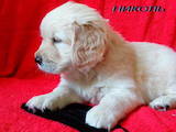Собаки, щенки Золотистый ретривер, цена 3000 Грн., Фото