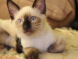 Кошки, котята Меконгский бобтейл, цена 1000 Грн., Фото