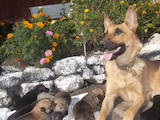 Собаки, щенки Бельгийская овчарка (Малинуа), цена 500 Грн., Фото