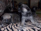 Собаки, щенки Бельгийская овчарка (Малинуа), цена 500 Грн., Фото