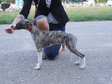 Собаки, щенята Уїппет, ціна 4000 Грн., Фото