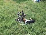 Собаки, щенята Ганноверська гонча, ціна 500 Грн., Фото