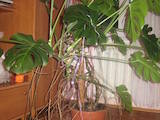 Домашние растения Крупные растения, цена 250 Грн., Фото