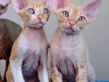 Кішки, кошенята Девон-рекс, ціна 10 Грн., Фото