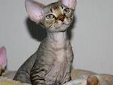 Кішки, кошенята Девон-рекс, ціна 10 Грн., Фото