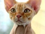 Кошки, котята Девон-рекс, цена 10 Грн., Фото