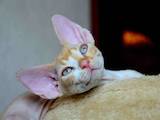 Кошки, котята Девон-рекс, цена 10 Грн., Фото
