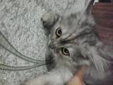 Кошки, котята Шиншилла, цена 400 Грн., Фото