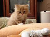 Кішки, кошенята Курильський бобтейл, ціна 2200 Грн., Фото