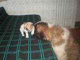 Собаки, щенята Сенбернар, ціна 4000 Грн., Фото
