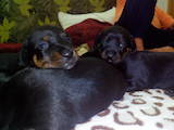 Собаки, щенки Гладкошерстная кроличья такса, цена 400 Грн., Фото