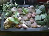 Домашние растения Кактусы, цена 60 Грн., Фото