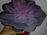 Домашні рослини Кактуси, ціна 60 Грн., Фото