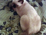 Кошки, котята Меконгский бобтейл, цена 1200 Грн., Фото