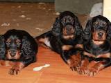 Собаки, щенки Сеттер-гордон, цена 3500 Грн., Фото