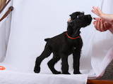 Собаки, щенки Ризеншнауцер, цена 3500 Грн., Фото