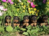 Собаки, щенята Вельштер'єр, ціна 3500 Грн., Фото