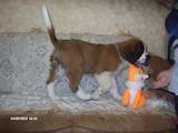 Собаки, щенята Сенбернар, ціна 3000 Грн., Фото