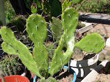 Домашние растения Кактусы, цена 10 Грн., Фото