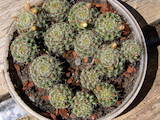 Домашние растения Кактусы, цена 10 Грн., Фото