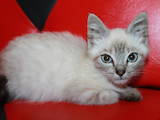 Кішки, кошенята Невськая маскарадна, ціна 350 Грн., Фото