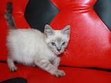 Кошки, котята Невская маскарадная, цена 350 Грн., Фото