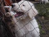 Собаки, щенята Комондор, ціна 9000 Грн., Фото