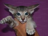 Кішки, кошенята Орієнтальна, ціна 3000 Грн., Фото