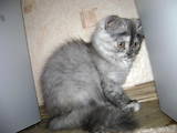 Кошки, котята Британская длинношёрстная, цена 150 Грн., Фото