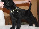 Собаки, щенки Черный терьер, цена 4000 Грн., Фото