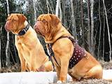 Собаки, щенки Бордосский дог, цена 10000 Грн., Фото