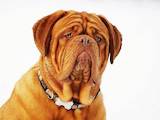 Собаки, щенята Бордоський дог, ціна 10000 Грн., Фото