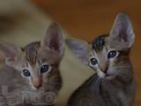 Кішки, кошенята Орієнтальна, ціна 1800 Грн., Фото