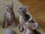 Кішки, кошенята Орієнтальна, ціна 1800 Грн., Фото