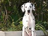 Собаки, щенята Далматин, ціна 2000 Грн., Фото