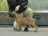 Собаки, щенки Бульмастиф, цена 4000 Грн., Фото