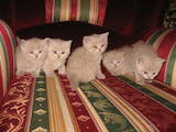 Кішки, кошенята Британська довгошерста, ціна 600 Грн., Фото