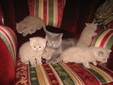 Кішки, кошенята Британська довгошерста, ціна 600 Грн., Фото