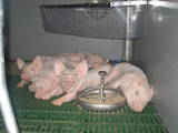 Тваринництво Обладнання для свинячих ферм, Фото