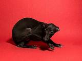 Собаки, щенята Левретка, ціна 5000 Грн., Фото