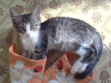 Кошки, котята Ориентальная, цена 5 Грн., Фото