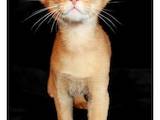 Кошки, котята Абиссинская, цена 6000 Грн., Фото