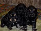Собаки, щенки Американский коккер, цена 950 Грн., Фото
