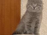 Кошки, котята Спаривание, цена 300 Грн., Фото