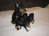 Собаки, щенята Пінчер, ціна 2800 Грн., Фото