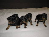 Собаки, щенки Пинчер, цена 2800 Грн., Фото
