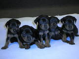 Собаки, щенки Пинчер, цена 2800 Грн., Фото